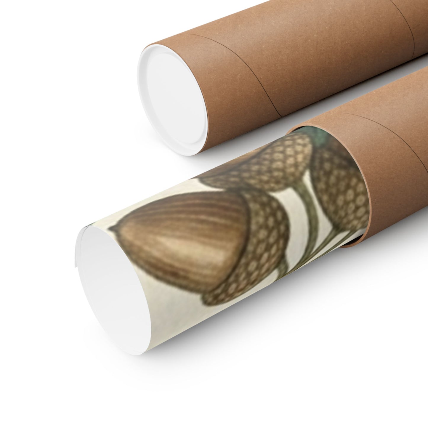 Botanical Oak & Acorns Watercolor Matte Vertical Poster