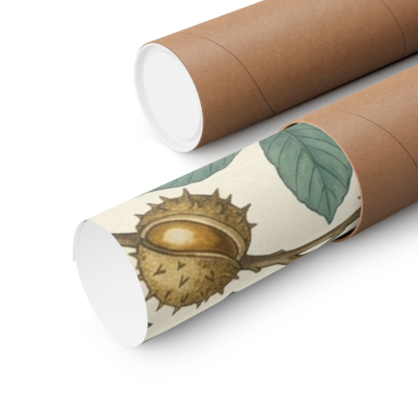 Botanical Conker Watercolor Matte Vertical Poster